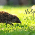 Hedgehog Concept
