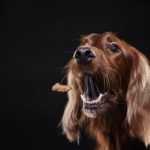 classical-conditioning-examples
