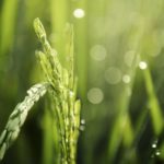 Advantages and Disadvantages of Asexual Reproduction